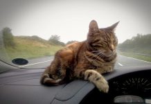 Travel with cat