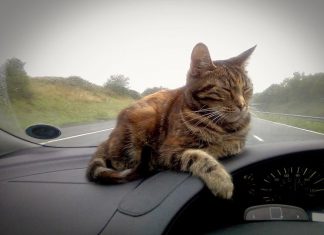 Travel with cat