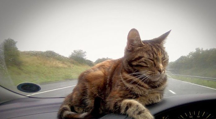 Travel with cat