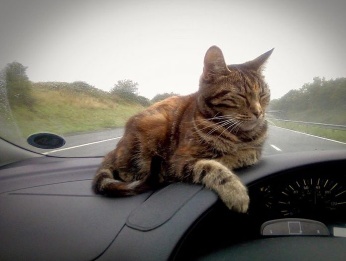 Travel with cat