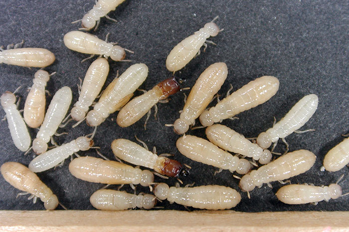 How to Get Rid of Termites