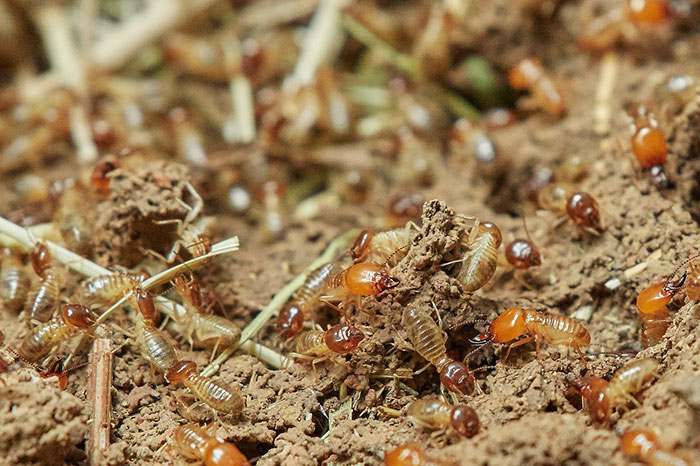 How to Get Rid of Termites