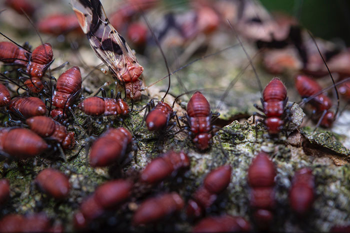 How to Get Rid of Termites