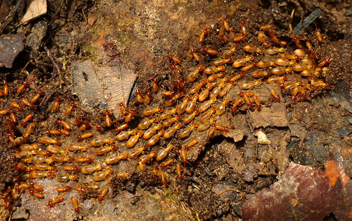 How to Get Rid of Termites