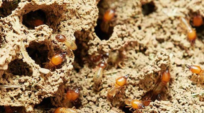 How to get rid of Termites in wall