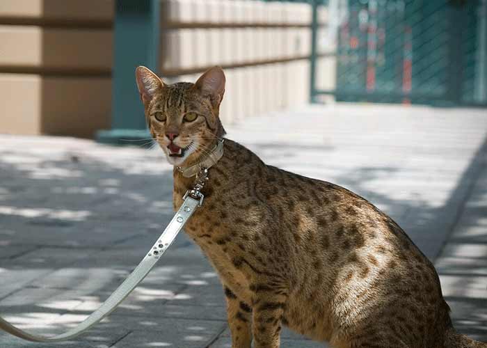 Most expensive Cat Breeds