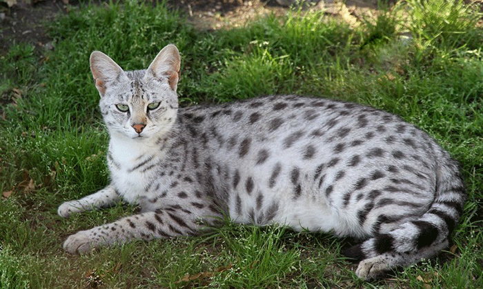 Pregnant Savannah Cat
