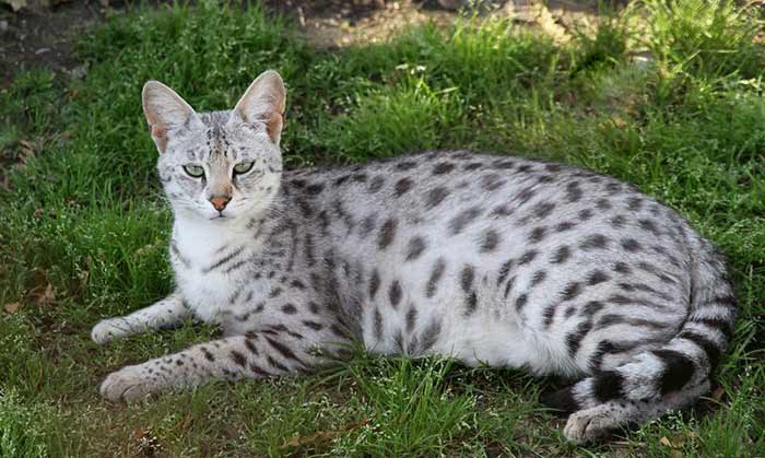 Most expensive Cat Breeds