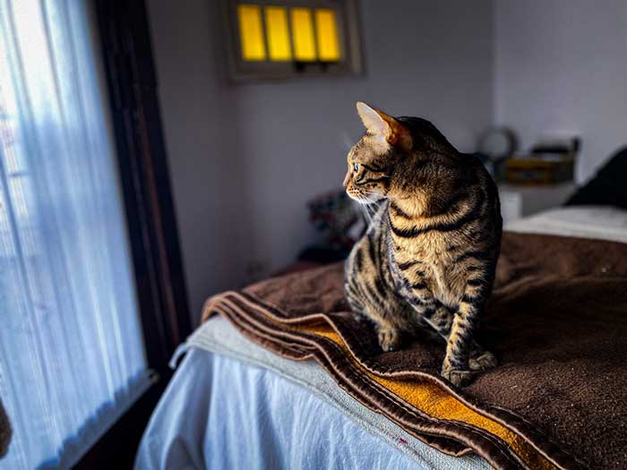 Bengal Cat