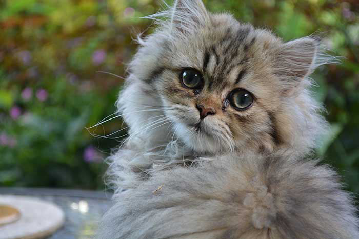 Persian Cats