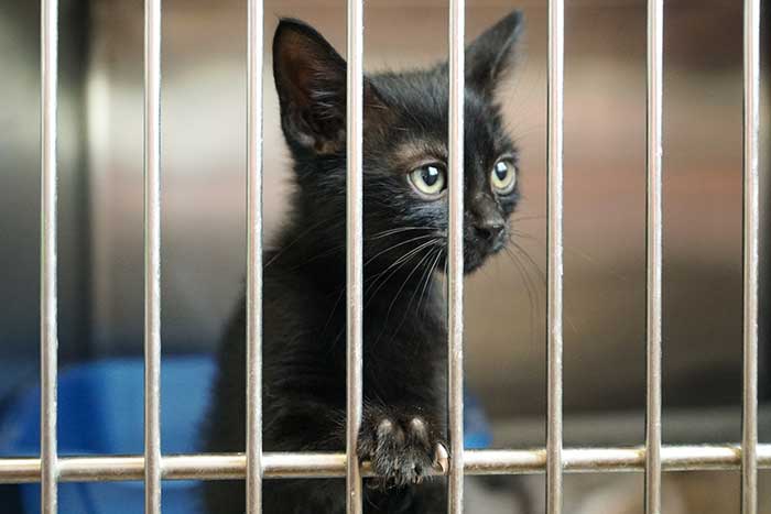 Beautiful black cat in a cage