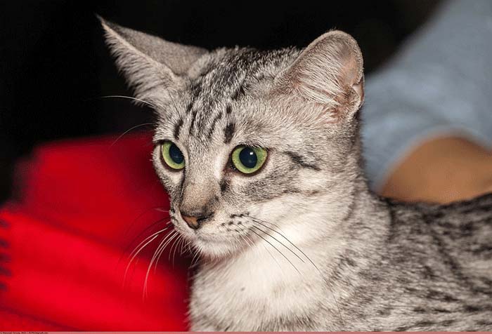 Most expensive Cat Breeds