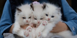 Most expensive Cat Breeds