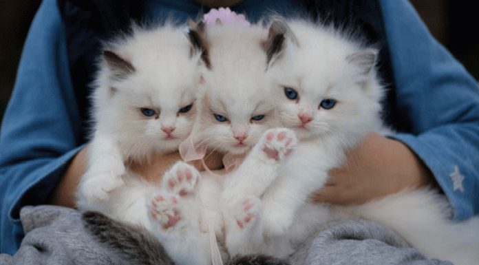 Most expensive Cat Breeds