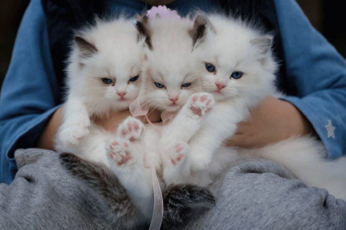 Most expensive Cat Breeds