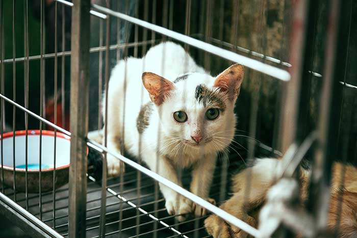 Beautiful white cat in cage 