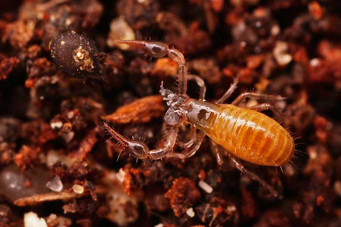 soil mites identification