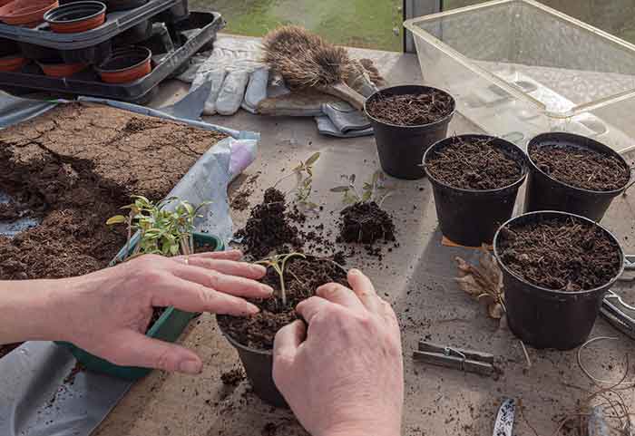 Growing Plants for green zone