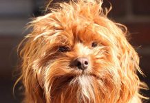 Cavapoo full grown