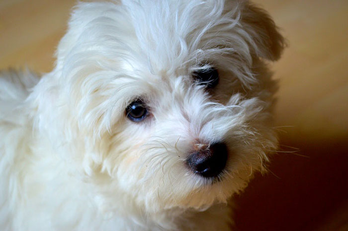 White Cavapoo Dog