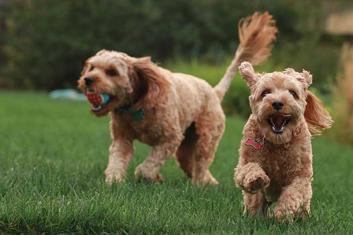 Cavapoo Dog