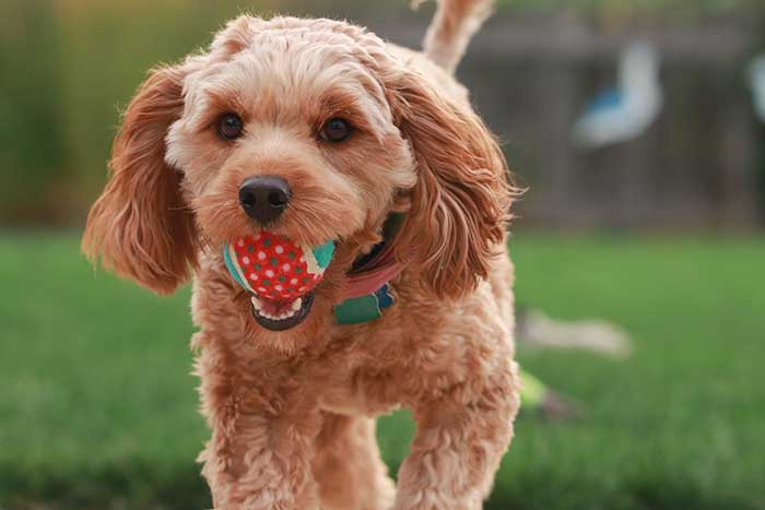 Cavapoo full grown