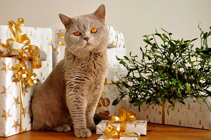 best gifts for cats