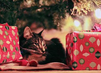 best gifts for cats