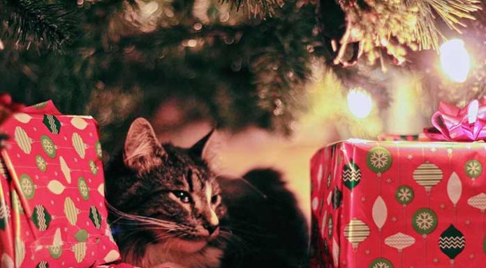 best gifts for cats
