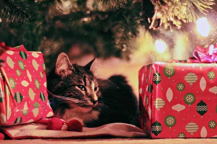 best gifts for cats