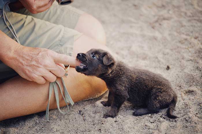 Teaching a puppy bite inhibition