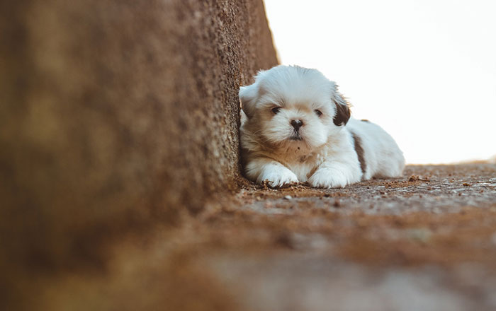 puppy depression