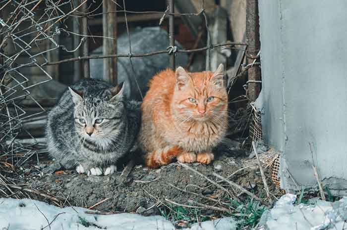 durable invisible fence for cats