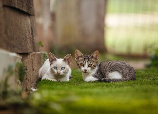 invisible fence for cats