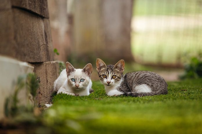 invisible fence for cats