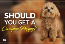 Cavapoo Full Grown