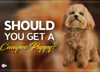 Cavapoo Full Grown