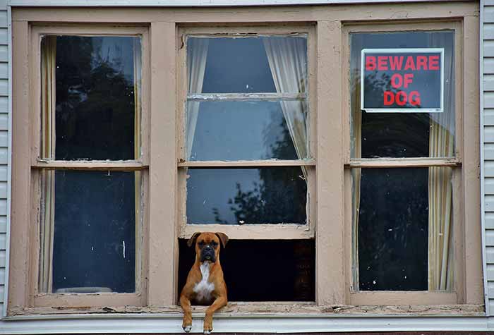 Guard Dog