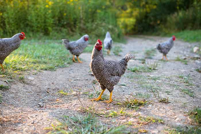 Homestead Chicken Farm