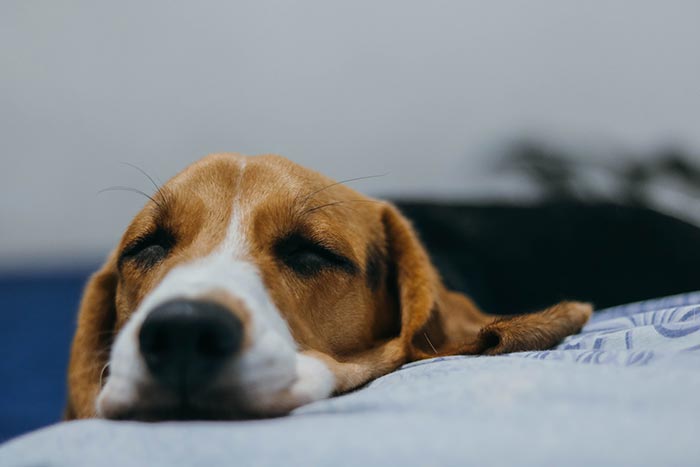 risks of eating chicken bones for dogs