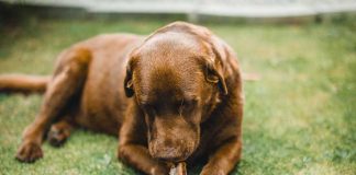 can dogs eat chicken bones