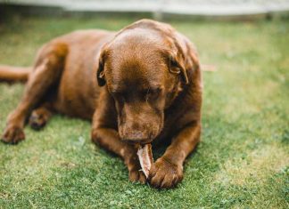 can dogs eat chicken bones