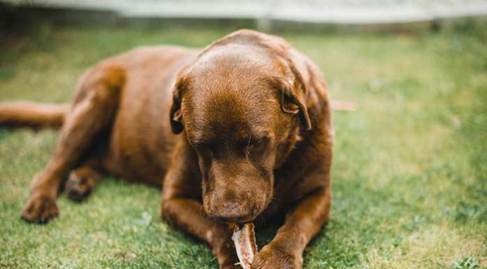 can dogs eat chicken bones