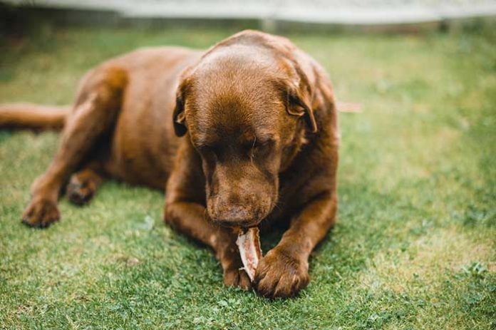 can dogs eat chicken bones