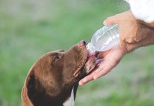 dehydration-in-dogs