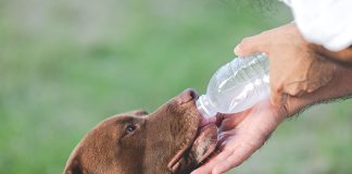 dehydration-in-dogs