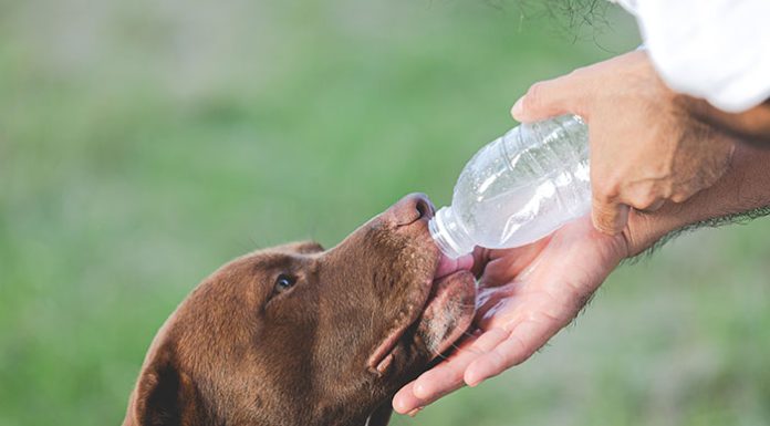 dehydration-in-dogs