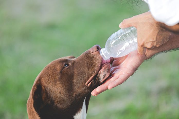 dehydration-in-dogs