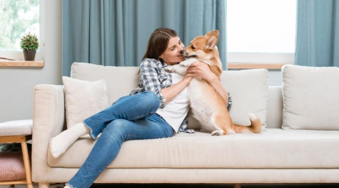 Best Pet Friendly Airbnbs