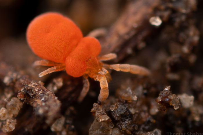 Different Types of Soil Mites